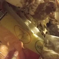 جراحی|پرنده|چمران, |دیوار