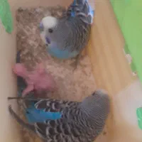 مرغ عشق مولد|پرنده|شوشتر, |دیوار