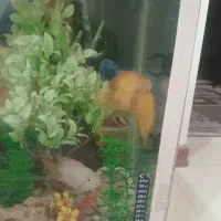 آکواریوم با ماهی پرت ویه دونه فلاور|ماهی|اشتهارد, |دیوار