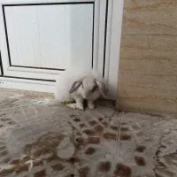 خرگوش ماده نژاد لوپ( عادت ماهانه ندارد )همراه قفس|موش و خرگوش|زنجان, |دیوار