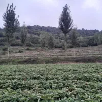 فروش بوته توت فرنگی ریشه لخت|گل و گیاه طبیعی|فریم, |دیوار