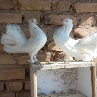 نرو ماده فانتایل آمریکایی