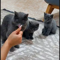 گربه بریتیش|گربه|بابل, |دیوار