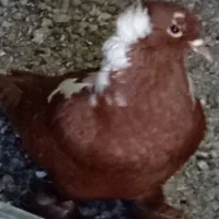 کبوتر فراری دادم