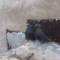دو جفت کفتر بهبونی سوسنی و زاغ آبادانی