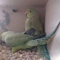 جفت طوطی ملنگو|پرنده|بهارستان, |دیوار