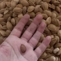 هسته زردآلو شیرین بدون تلخی