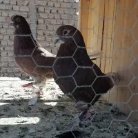 کفتر پرشی|پرنده|قم, چهل درخت|دیوار