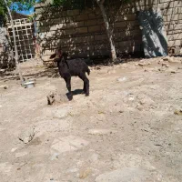 بره نر افشاری بسیار سالم بقیمت ۷۲۵۰تومان