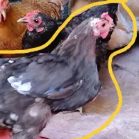 مرغ