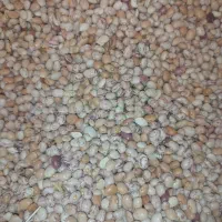 لوبیا چیتی