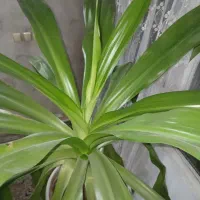 گل سوسن عنکبوتی