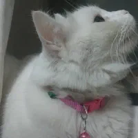 واگذاری گربه|گربه|اهواز, آریاشهر|دیوار