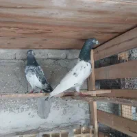 کبوتر پاکستانی|پرنده|قشم, |دیوار