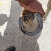 نعل بندی و قیار سم اسب|اسب و تجهیزات اسب‌سواری|فردوسیه, |دیوار