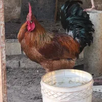 مرغ و خروس محلی