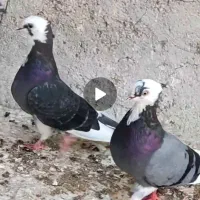 کبوتر ابلغ پاچکمه و پاکستانی