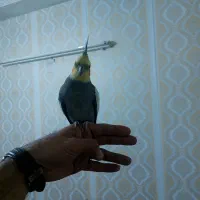 عروس هلندی سخنگوی نر