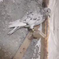 سار سرور رنجر|پرنده|شاندیز, |دیوار