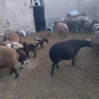 میش|حیوانات مزرعه|شهرضا, |دیوار