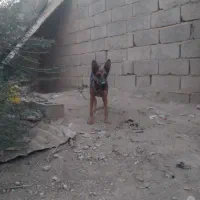 سگ فروشی|سگ|ایرانشهر, |دیوار