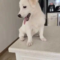 اشپیز پامر|سگ|تبریز, |دیوار