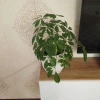 گلدان  وگل سرامیکی سالم گلدان چوبی سالم