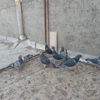 کبوتر|پرنده|مراغه, |دیوار