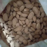 فروش بادام تلخ|عمدهفروشی|ارسنجان, |دیوار