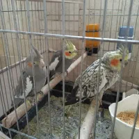 عروس هلندی جفت