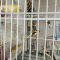 تعدادی قناری نر وماده