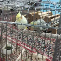 دو عدد عروس هلندی|پرنده|محمدشهر, شهرک چمران|دیوار