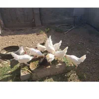 مرغ تخمی دو عدد