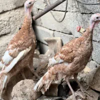بوقلمون