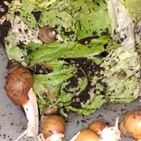 حلزون آرایشی وتراپی