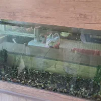 آکواریوم شیشه خم