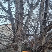 چوب بری سیار سجادی|خدمات باغبانی و درختکاری|کوهسار (البرز), |دیوار