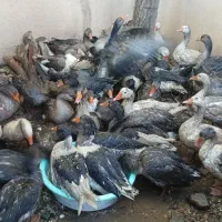 غاز سنگین وزن و درشت (قاز)