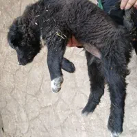 توله قدرجونی