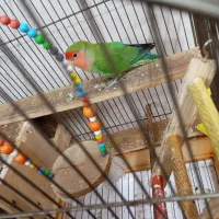 طوطی برزیلی نر خوشگل و خوش رنگ قشنگ میخونه|پرنده|تهران, شهرک طالقانی|دیوار