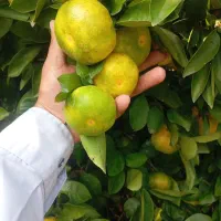 نارنگی درجه یک