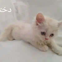 واگذاری توله گربه های میکس پرشین و هیمالین|گربه|ورامین, ورامین|دیوار