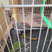 جوجه عروس هلندی|پرنده|شاندیز, |دیوار