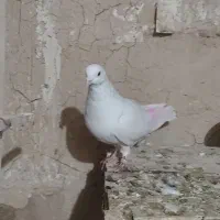 کبوتر گرفته