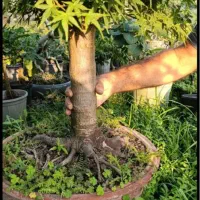 بنسای افرا|گل و گیاه طبیعی|تهران, استاد معین|دیوار