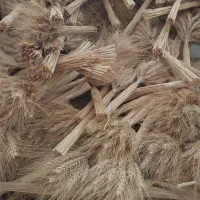 خوشه گندم|گل و گیاه طبیعی|فردیس, نگارستان|دیوار