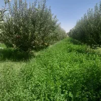زمین|فروش زمین و ملک کلنگی|نوشین شهر, |دیوار