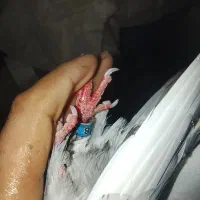 کبوتر تکپر|پرنده|تاتار علیا, |دیوار