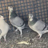 کبوتر دمگیر