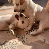 واگذاری توله سگ اشپیتز|سگ|قائمشهر, |دیوار